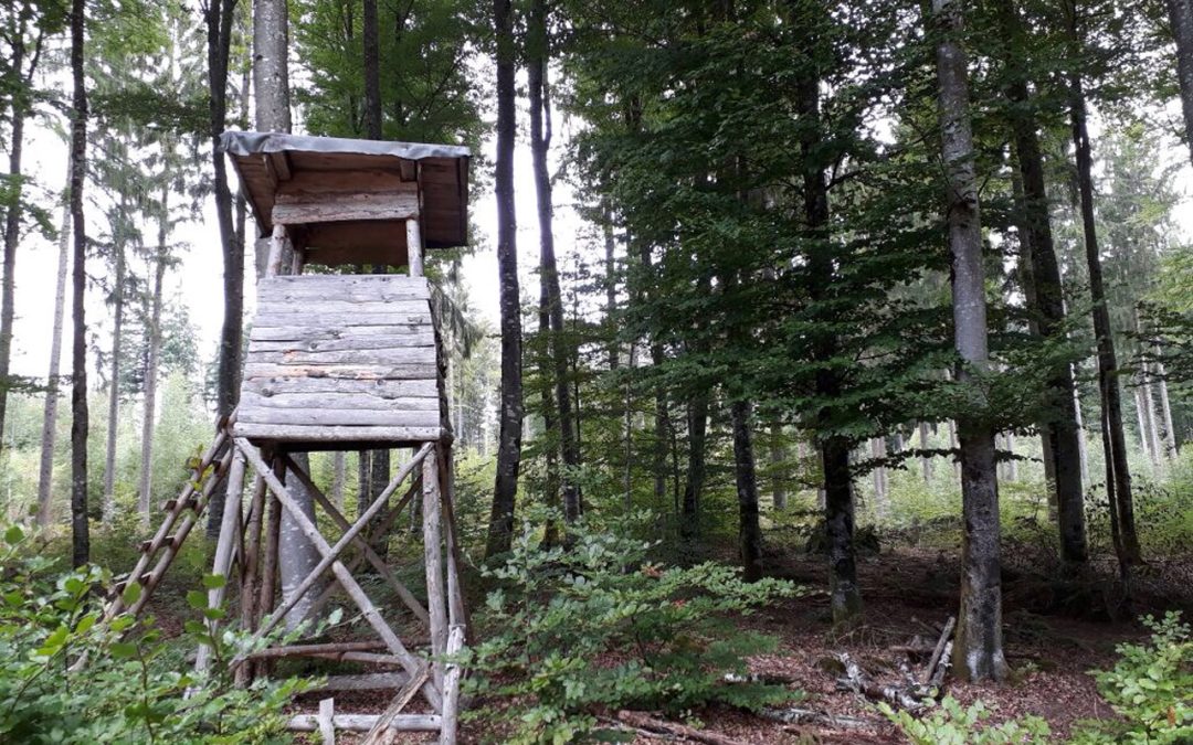 Eine kleine Forstexkursion im Lehrrevier Schopfheim-Entegast