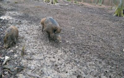 Was bedeutet Jagdrecht?