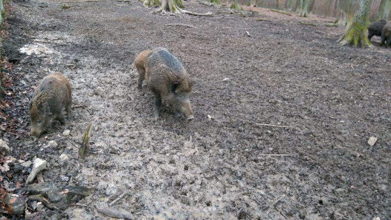 Was bedeutet Jagdrecht?